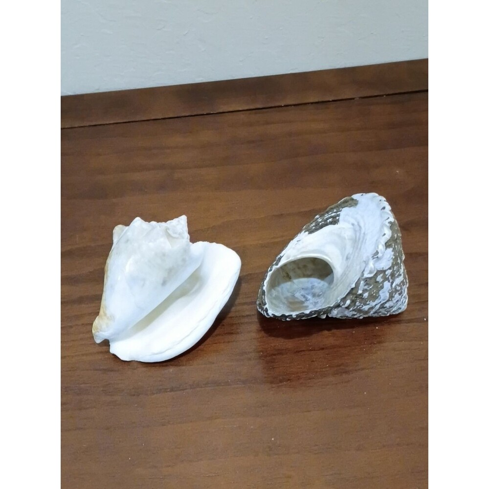 Conch Shells, Set Of 2 - Picture 7 of 10